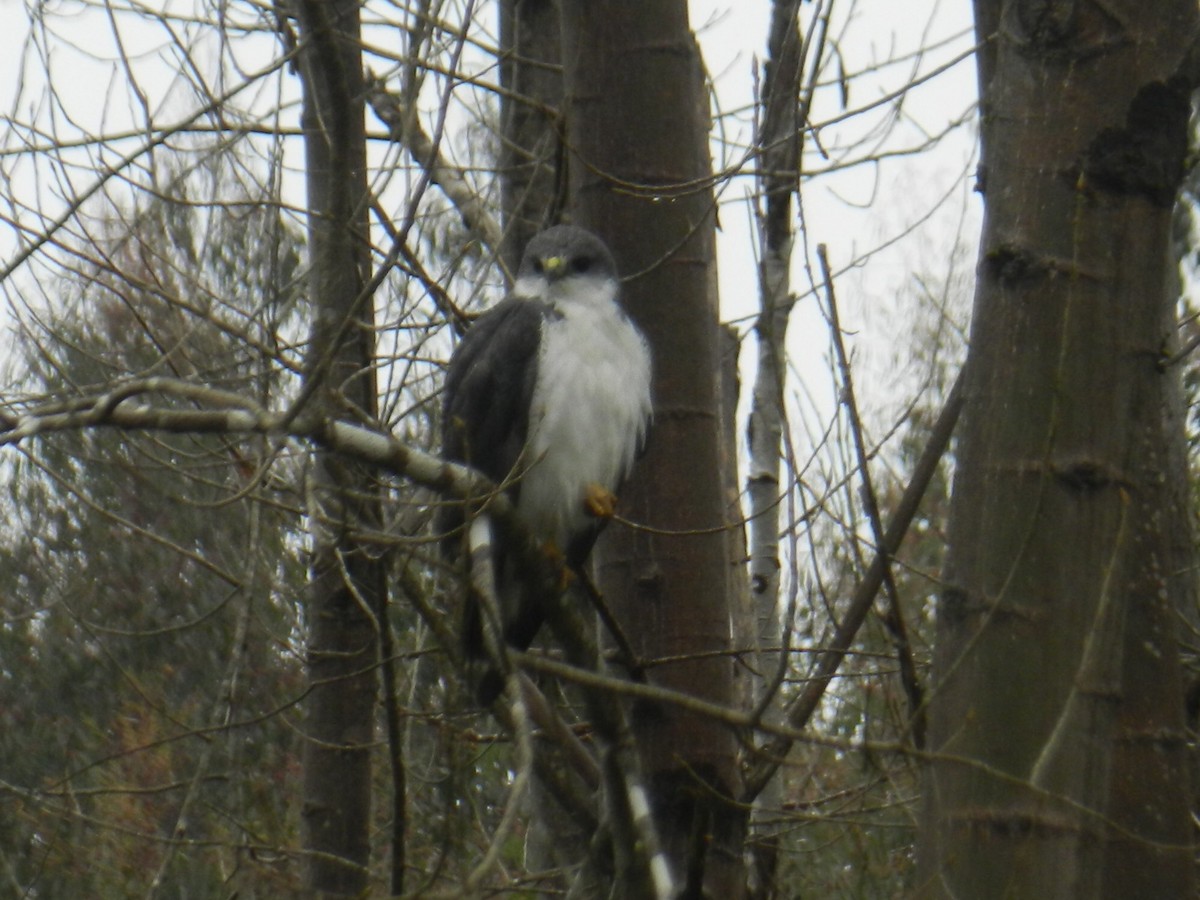 Variable Hawk - ML45305101