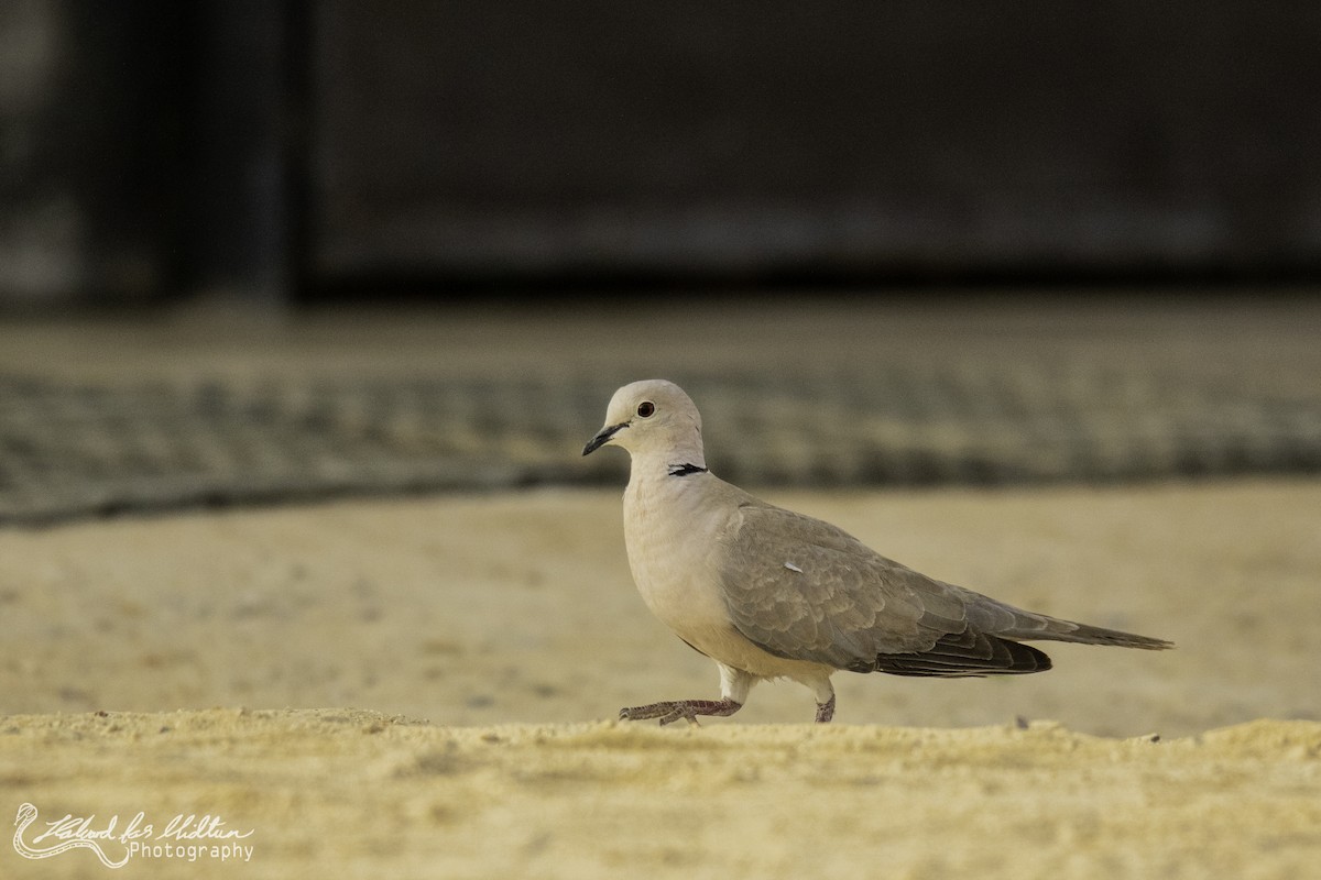 Eurasian Collared-Dove - Halvard Midtun