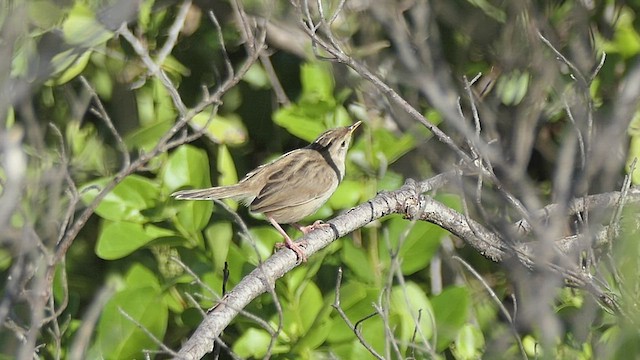 Madagaskar Yelpazekuyruğu - ML453051491