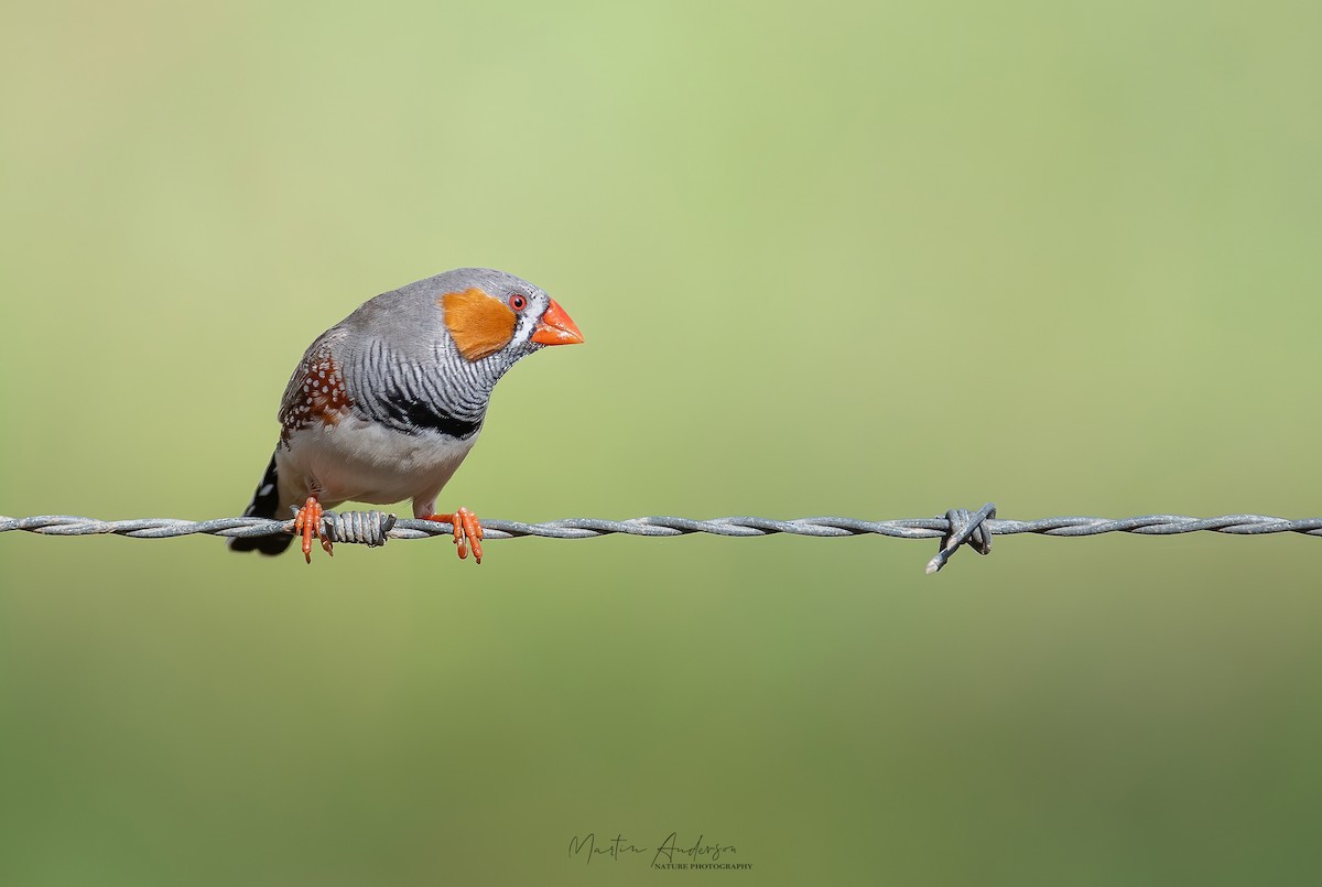 Zebra Finch - ML453051501