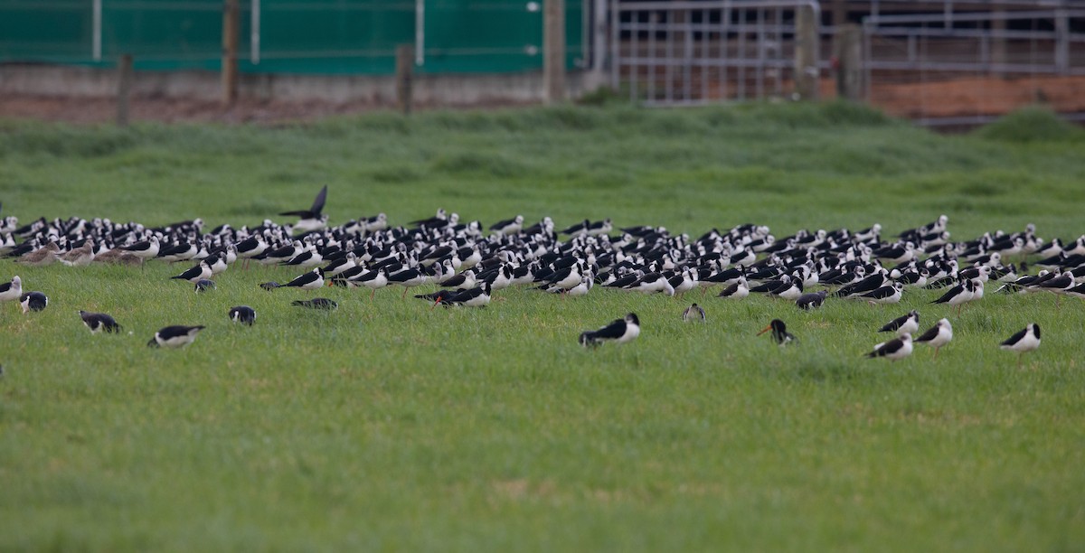 Pied Stilt - ML453052571