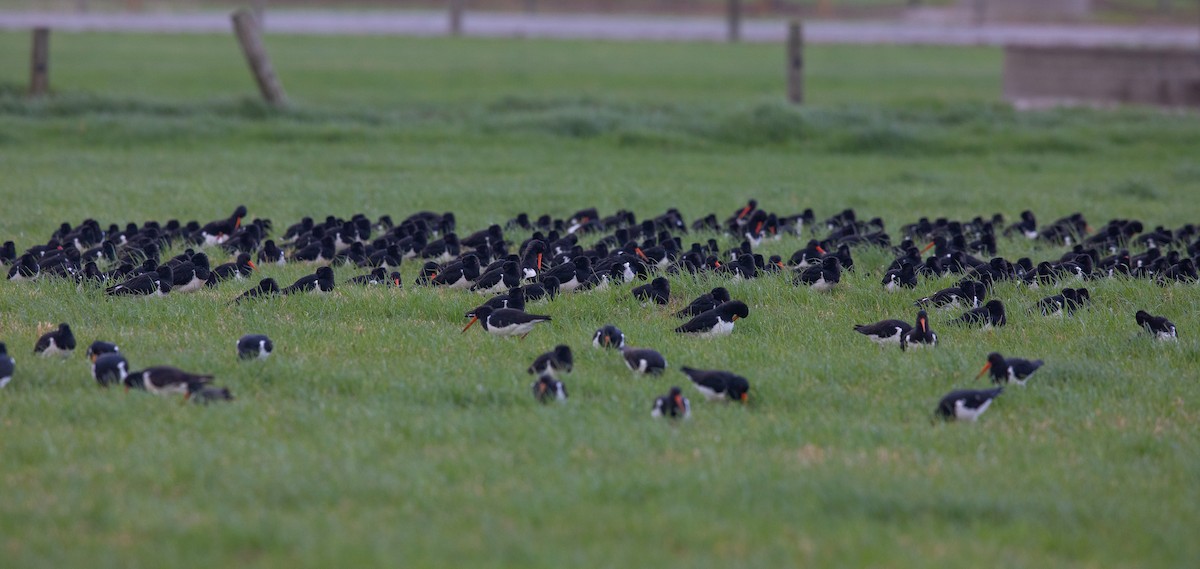 South Island Oystercatcher - ML453052641