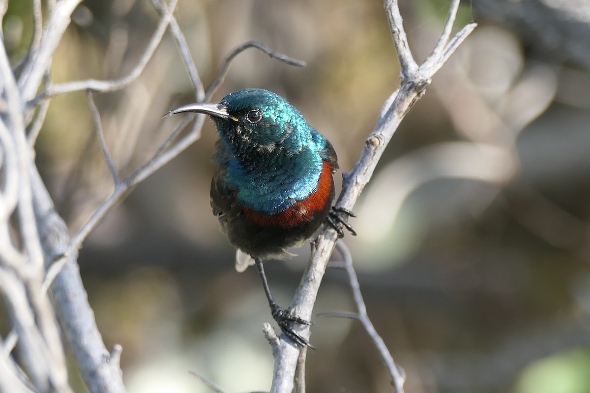 Malegassennektarvogel (abbotti/buchenorum) - ML453052721