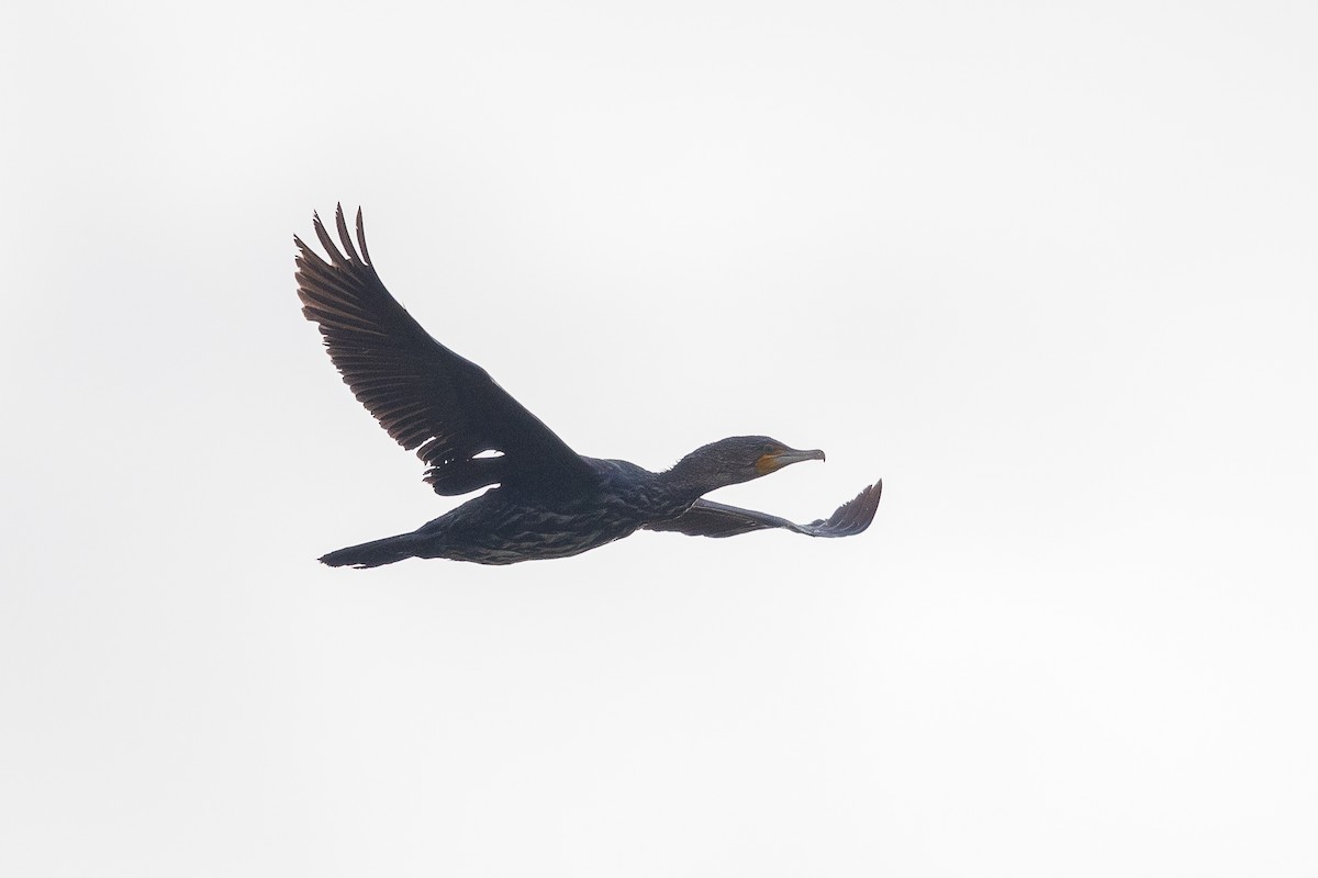 Great Cormorant - ML453053351