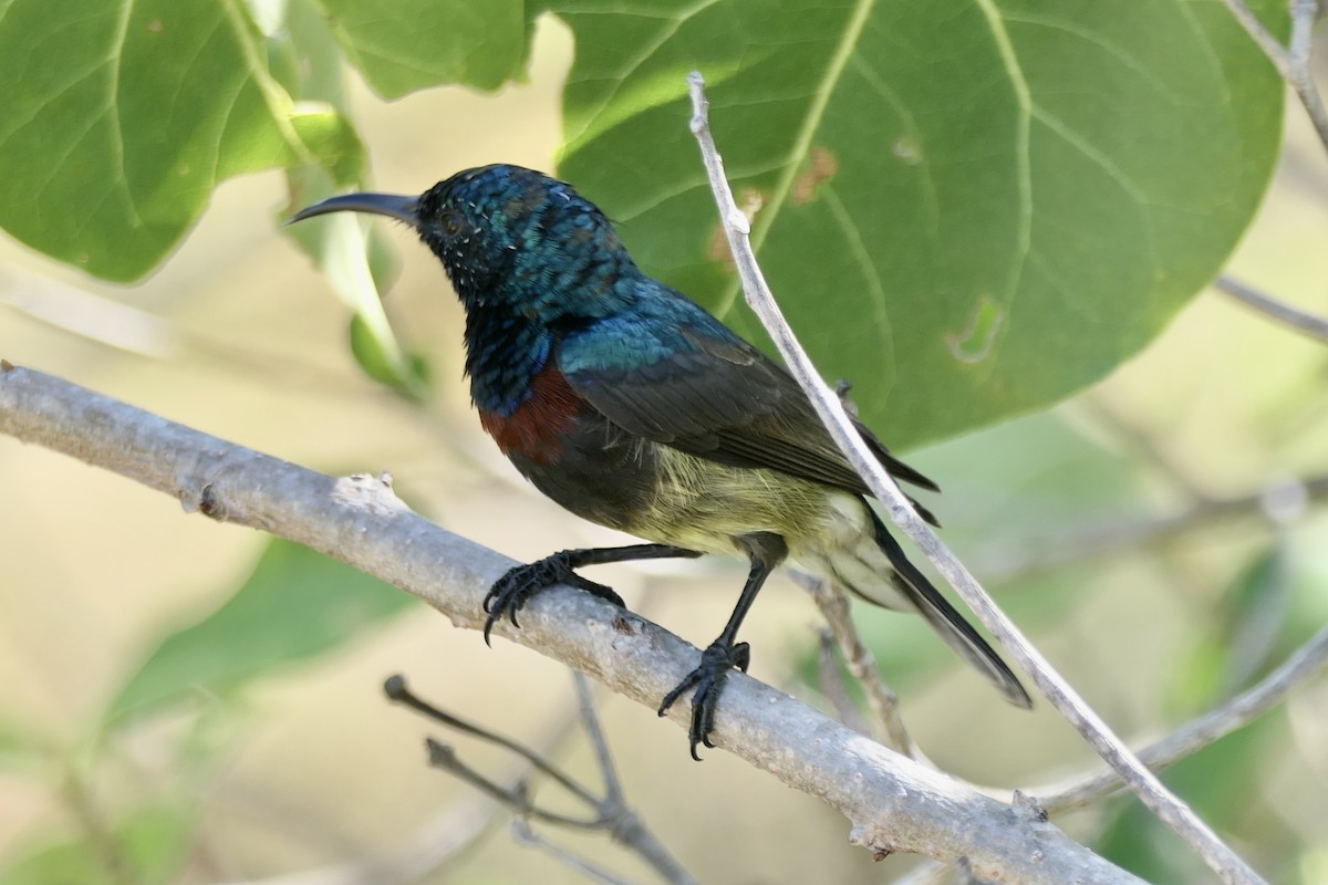 アルダブラタイヨウチョウ（abbotti／buchenorum） - ML453054381