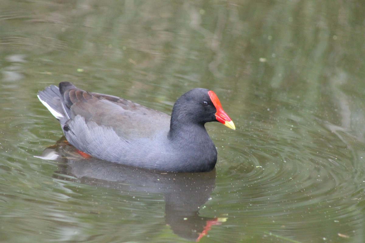 Dusky Moorhen - ML453056311