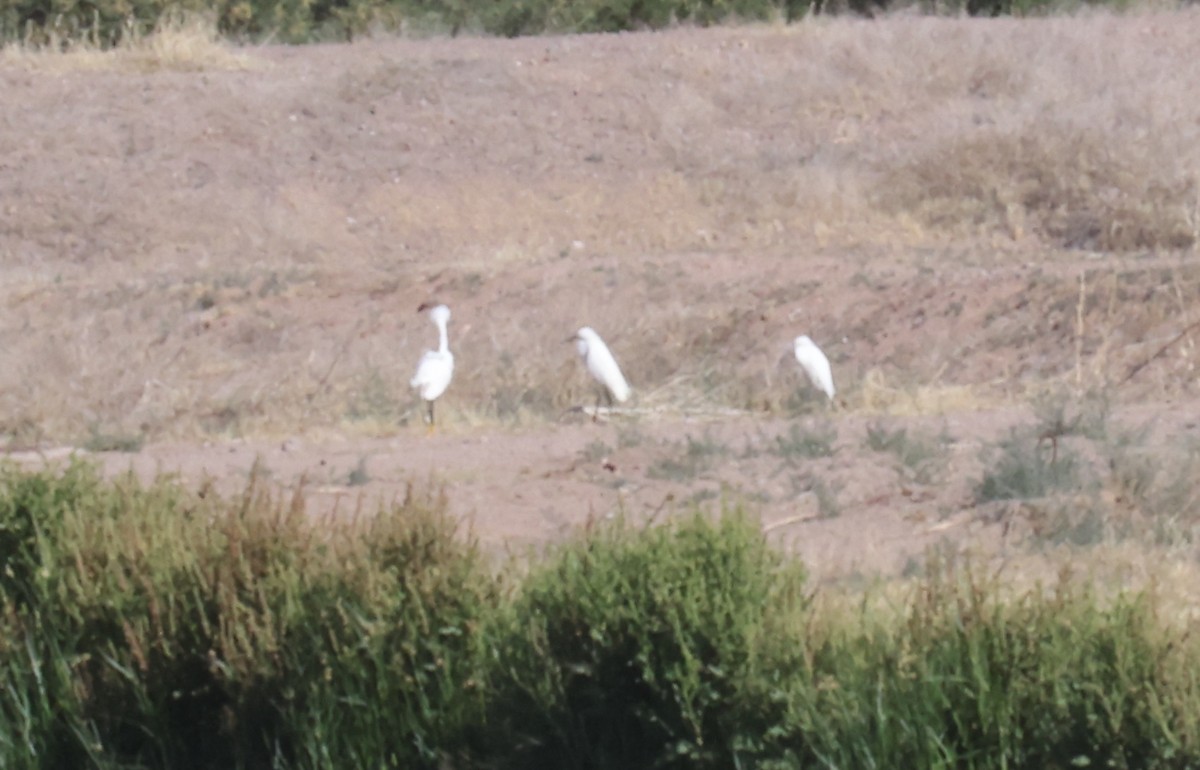 Snowy Egret - ML453056431