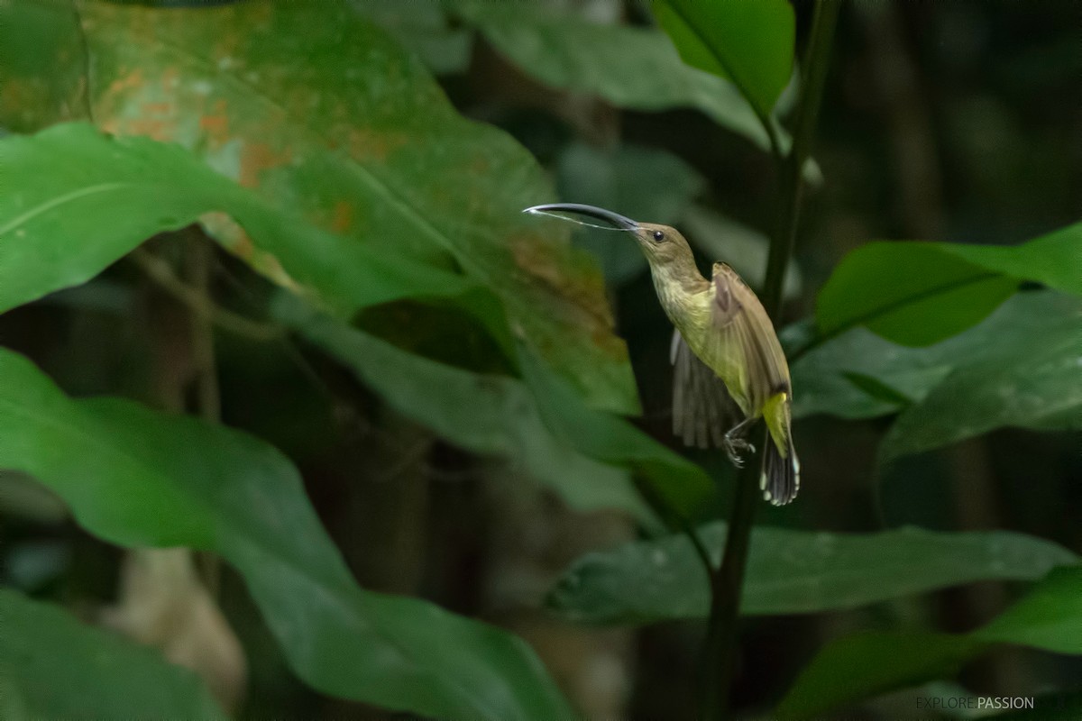 Long-billed Spiderhunter - Wai Loon Wong