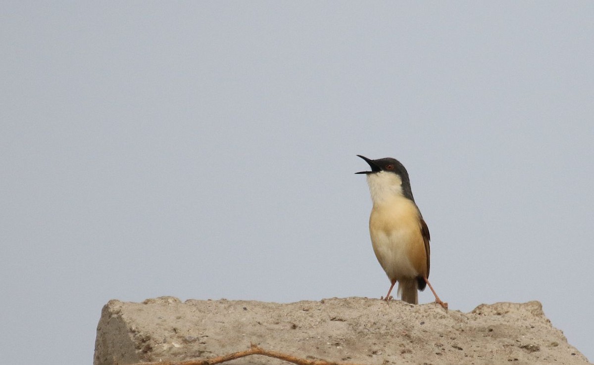 Ashy Prinia - ML453060021