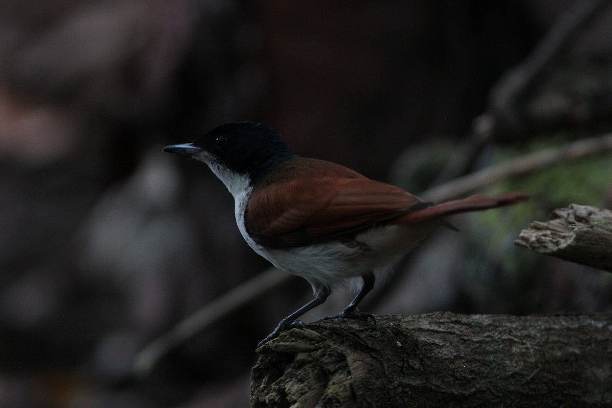 Shining Flycatcher - ML453060251