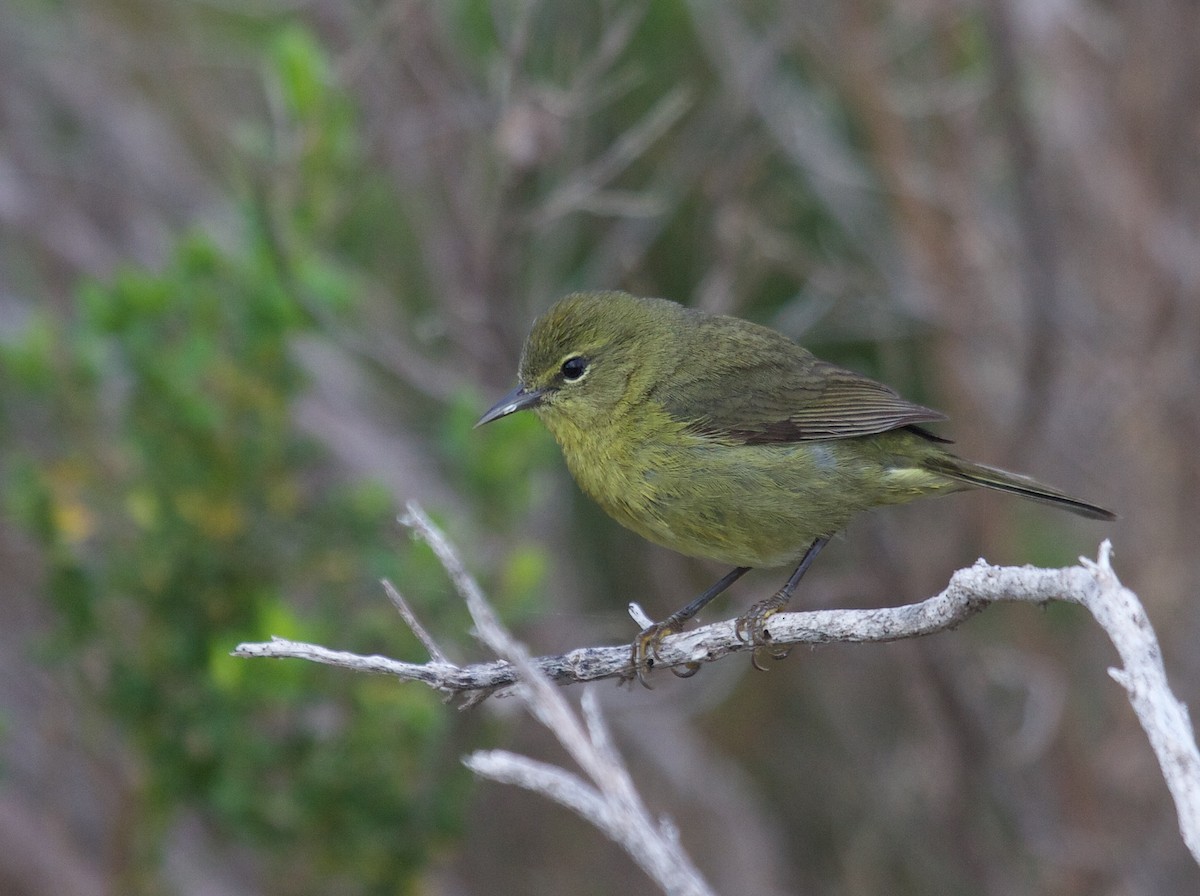 Orange-crowned Warbler (sordida) - Matt Brady