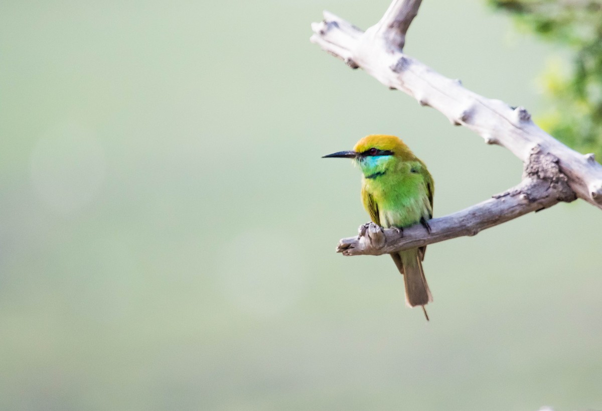 Asian Green Bee-eater - ML453060601