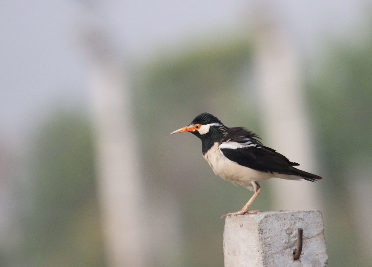 Indian Pied Starling - ML453060621