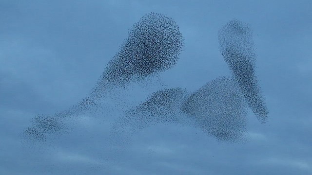 European Starling - ML453060861