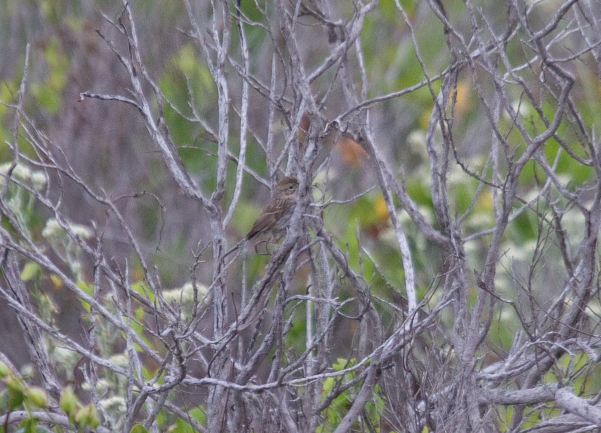 Brewer's Sparrow - ML45306101