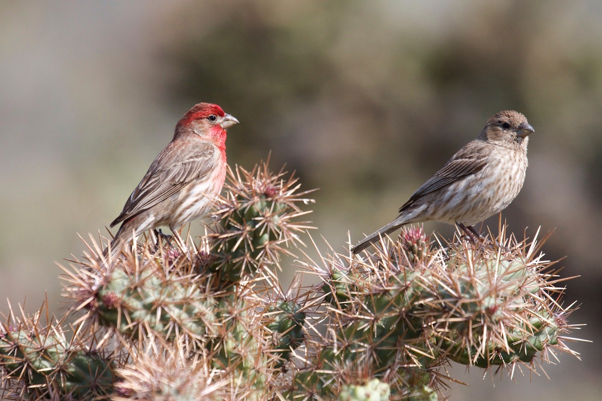 House Finch - ML45306201