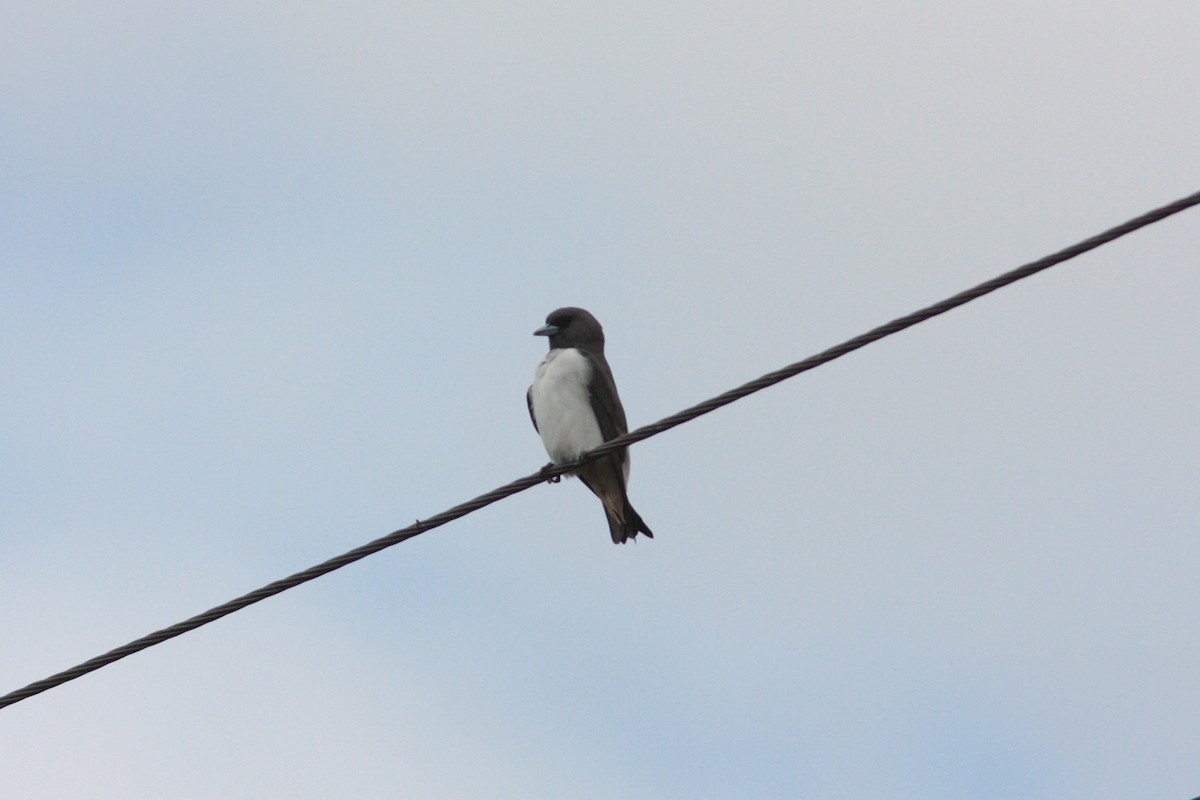 White-breasted Woodswallow - ML453063011