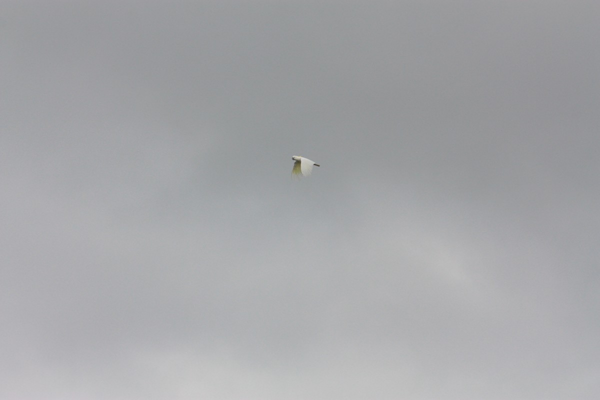 Sulphur-crested Cockatoo - ML453063031