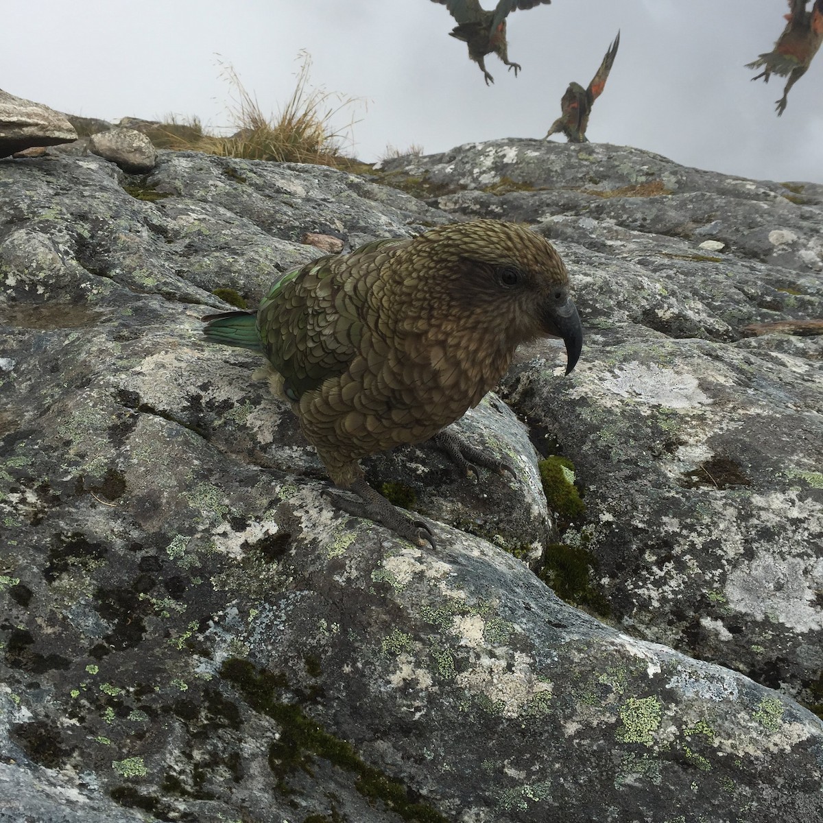 Kea - ML453063101