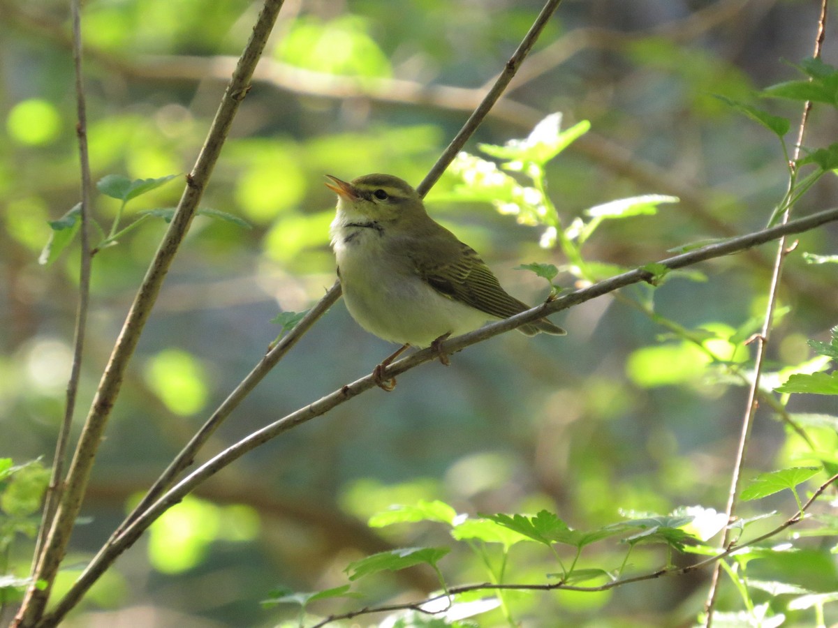 Wood Warbler - ML453063711