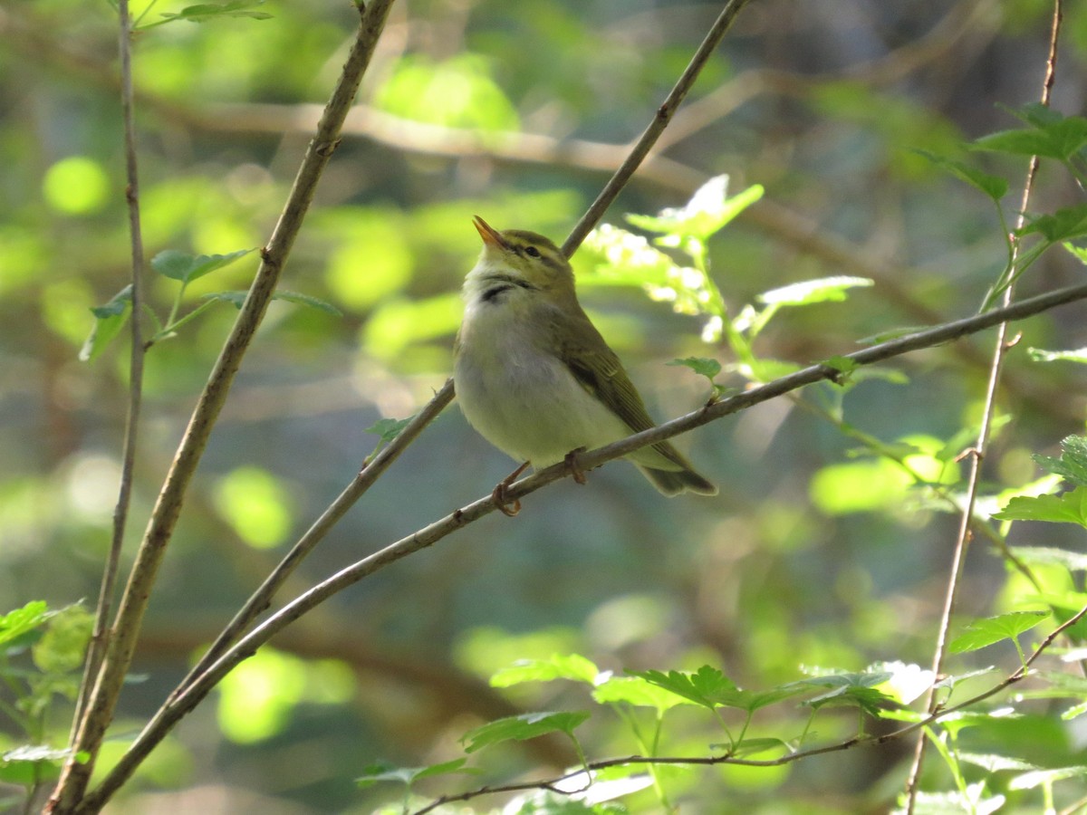 Wood Warbler - ML453063721