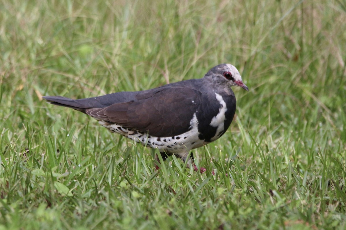 Wonga Pigeon - ML453063741