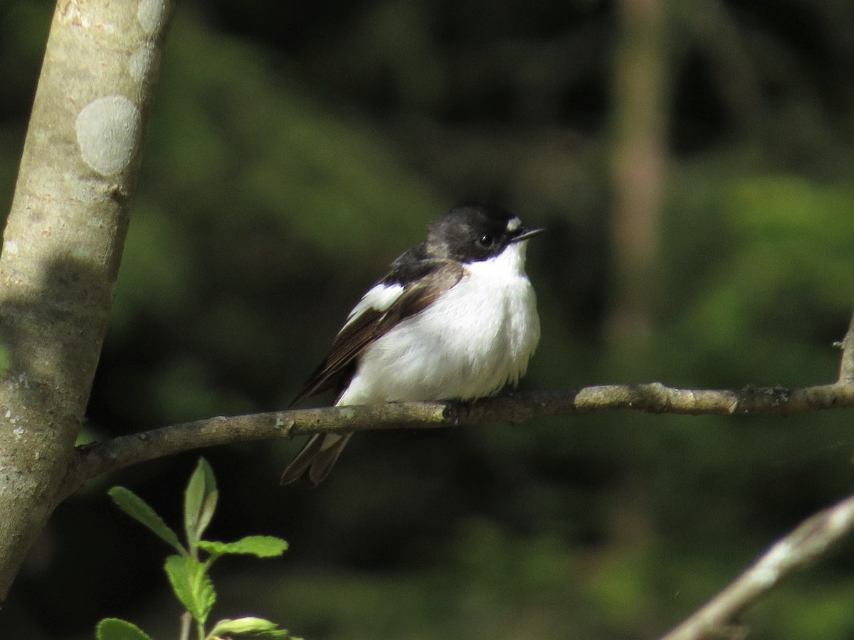 European Pied Flycatcher - ML453063781