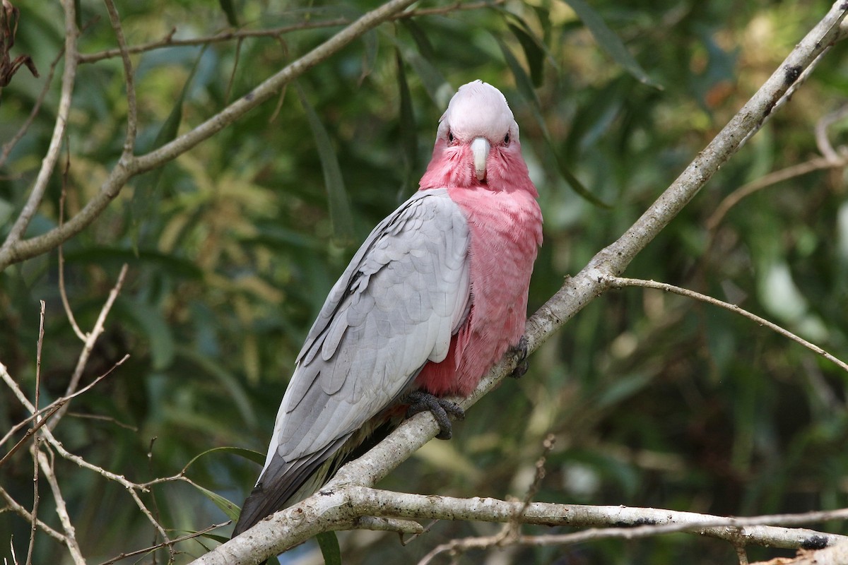 Galah - ML453064341