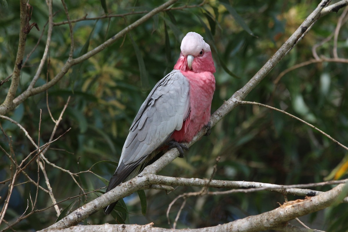 Galah - ML453064521