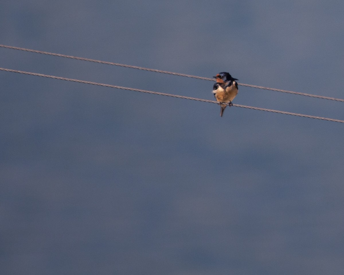 Barn Swallow - Muhammed Batu Ak