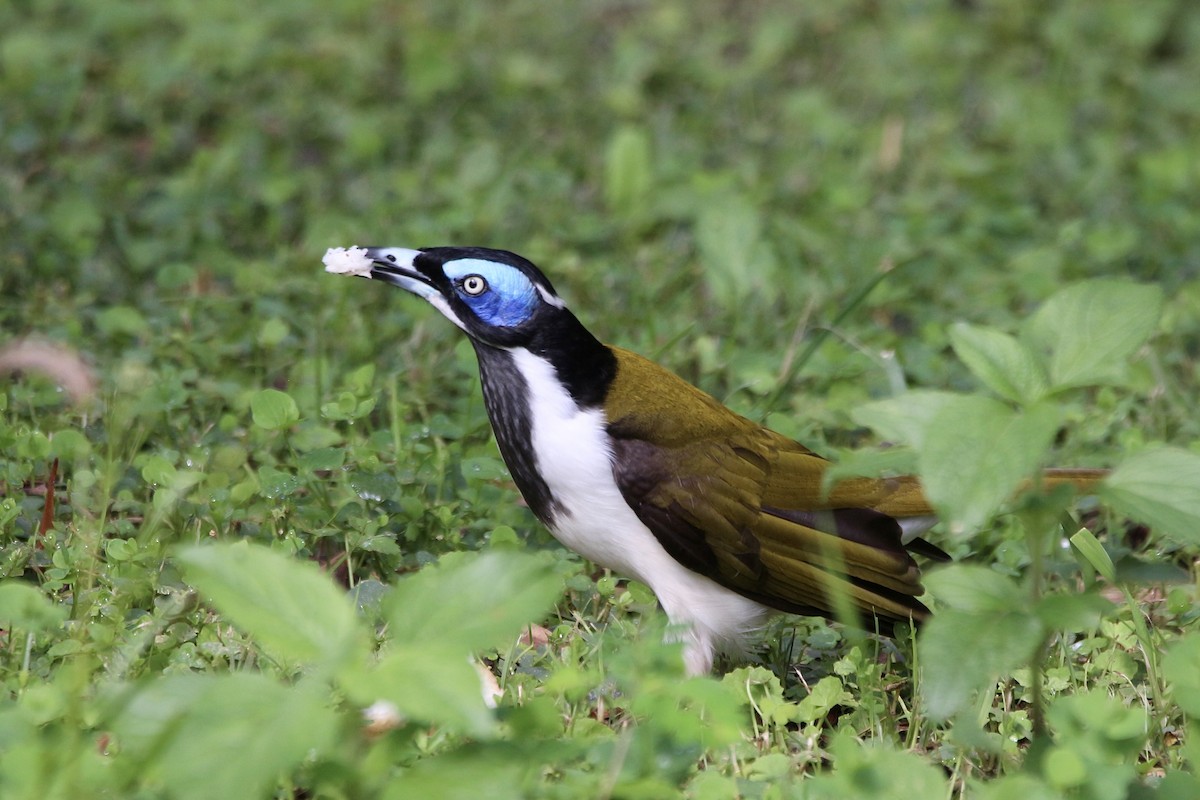 Blue-faced Honeyeater - ML453064801