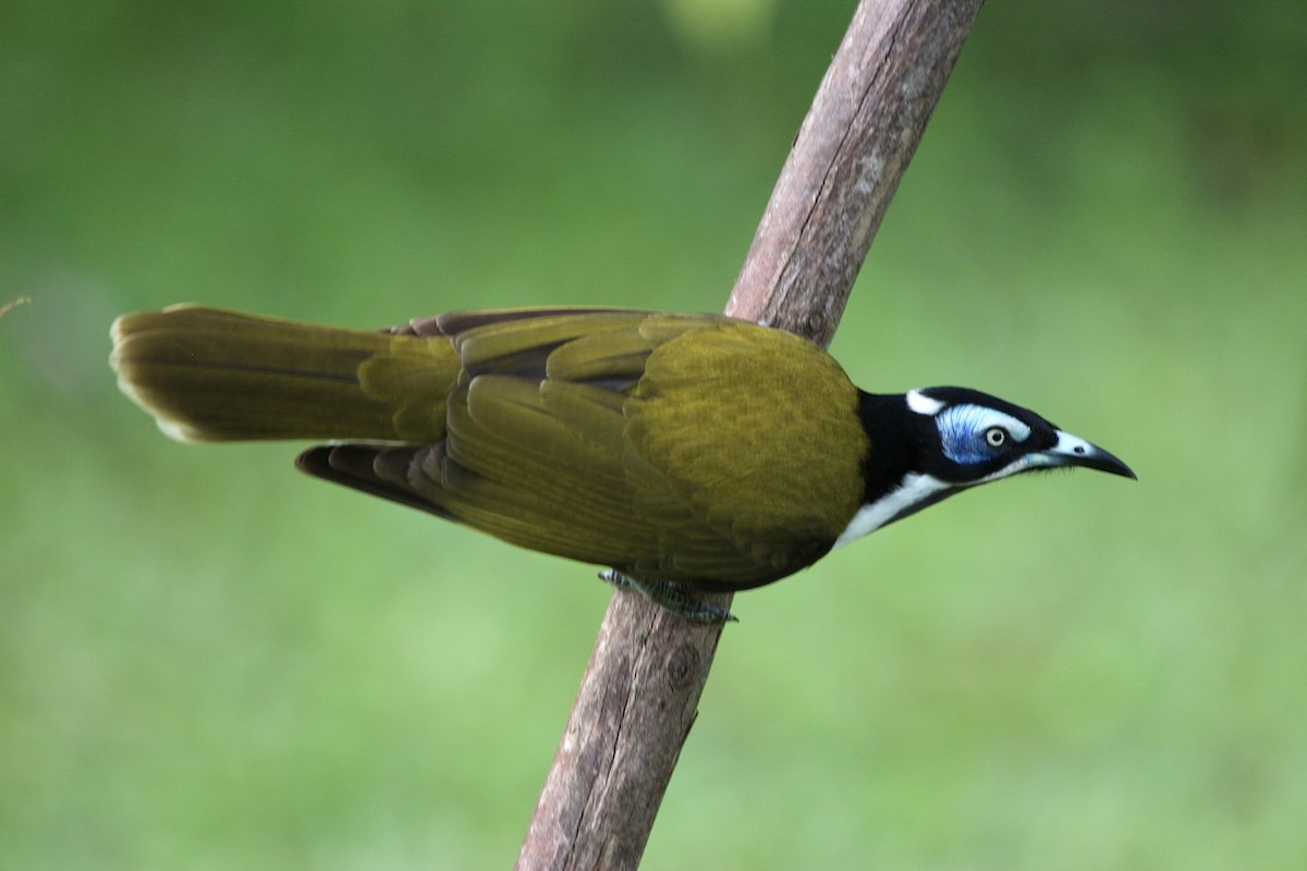 Blue-faced Honeyeater - ML453064871