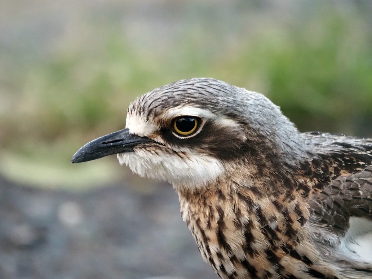 Bush Thick-knee - ML453065121