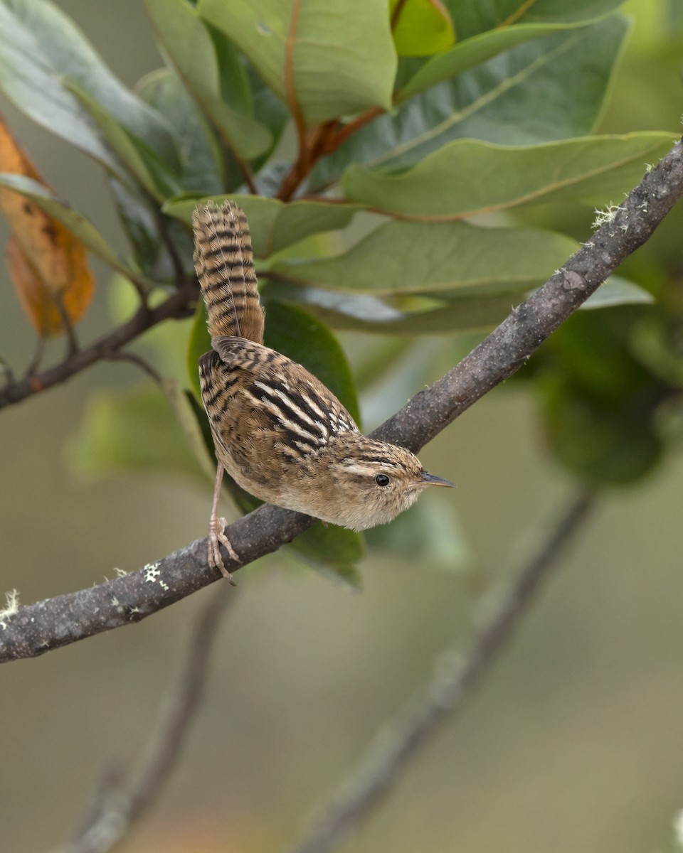 Grass Wren - ML453065901