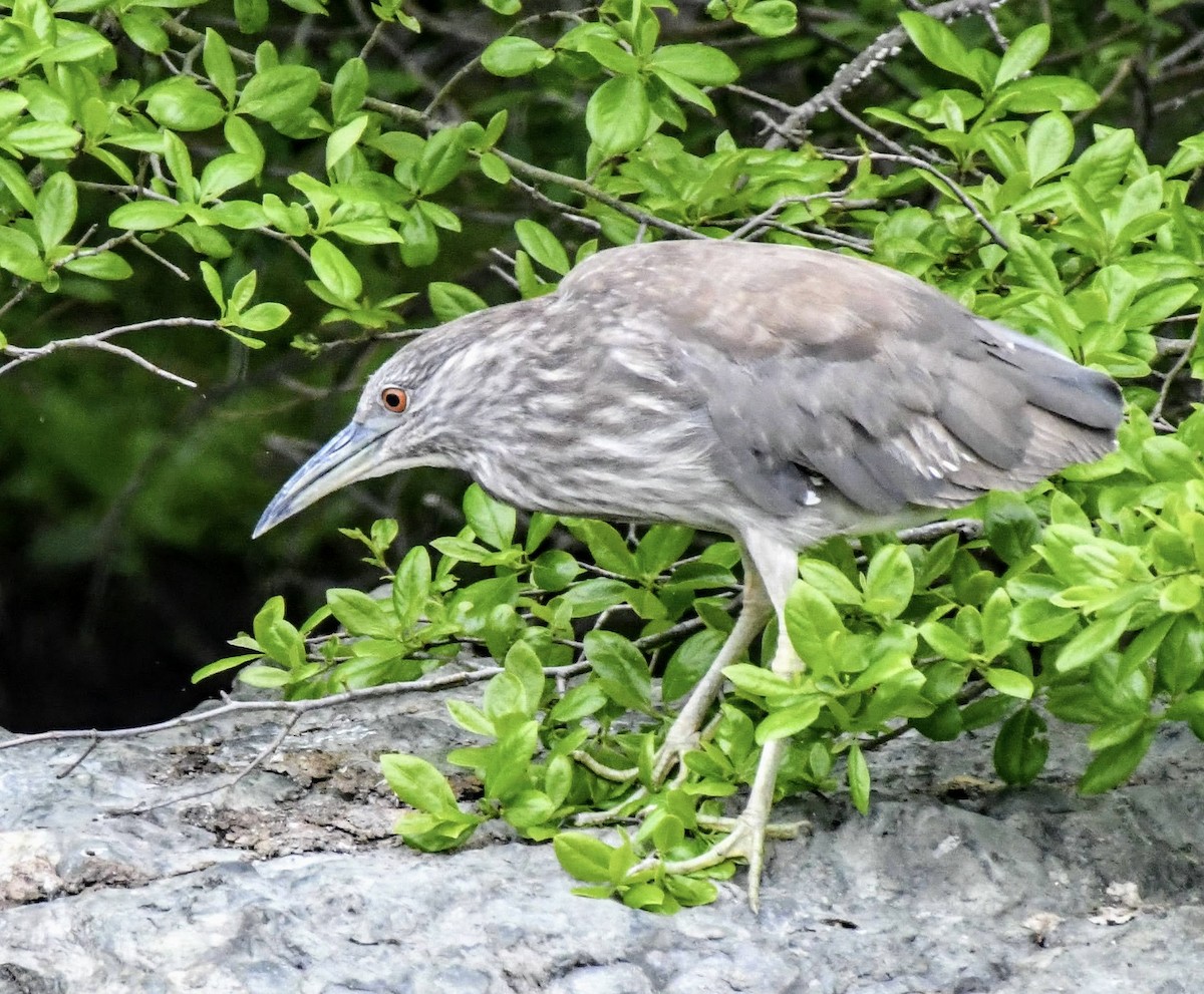 Black-crowned Night Heron (American) - ML453065911