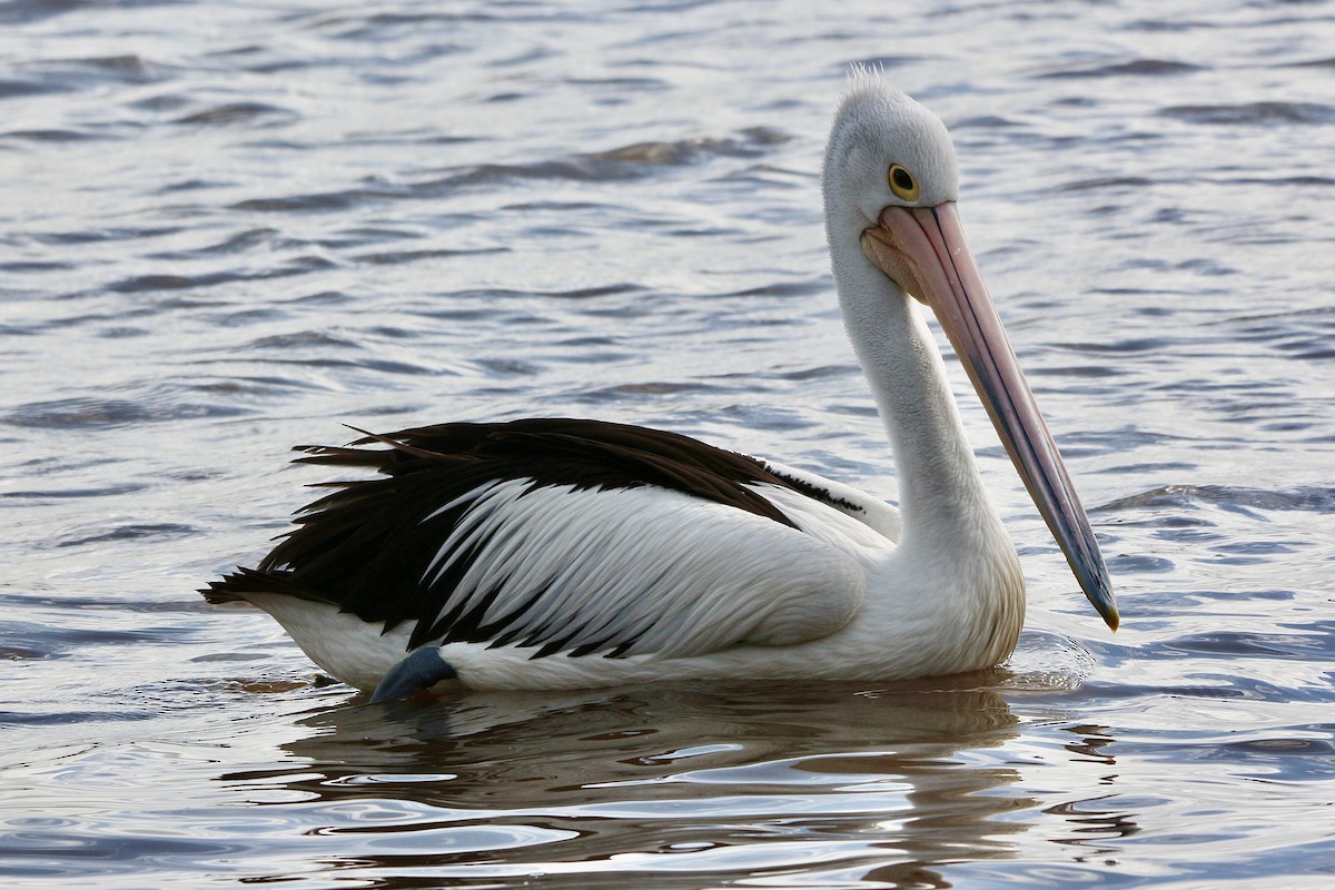 pelikán australský - ML453066051
