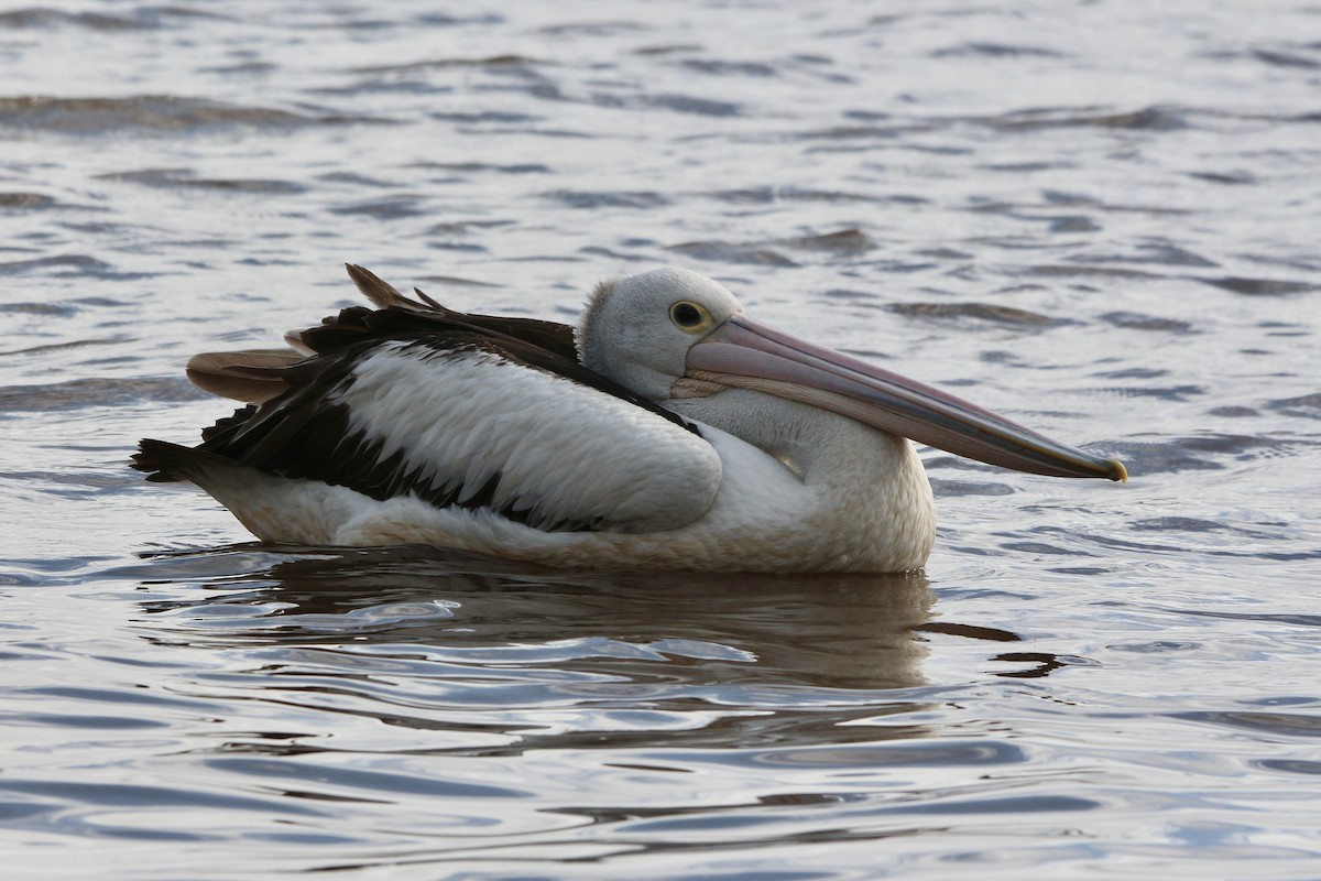 pelikán australský - ML453066101