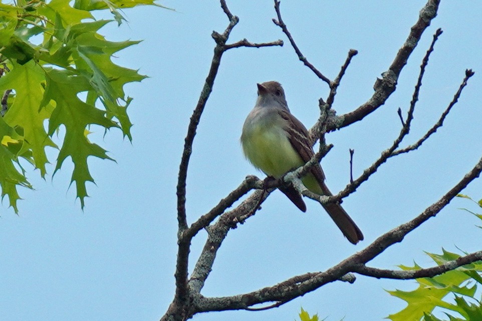 Great Crested Flycatcher - ML453068321