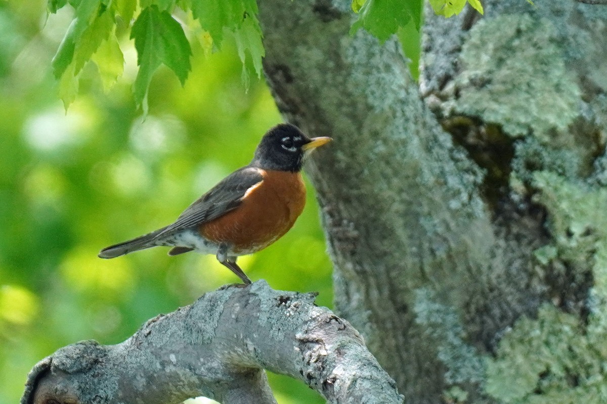 American Robin - ML453069101