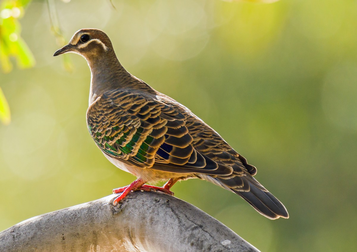 Common Bronzewing - Russell Scott