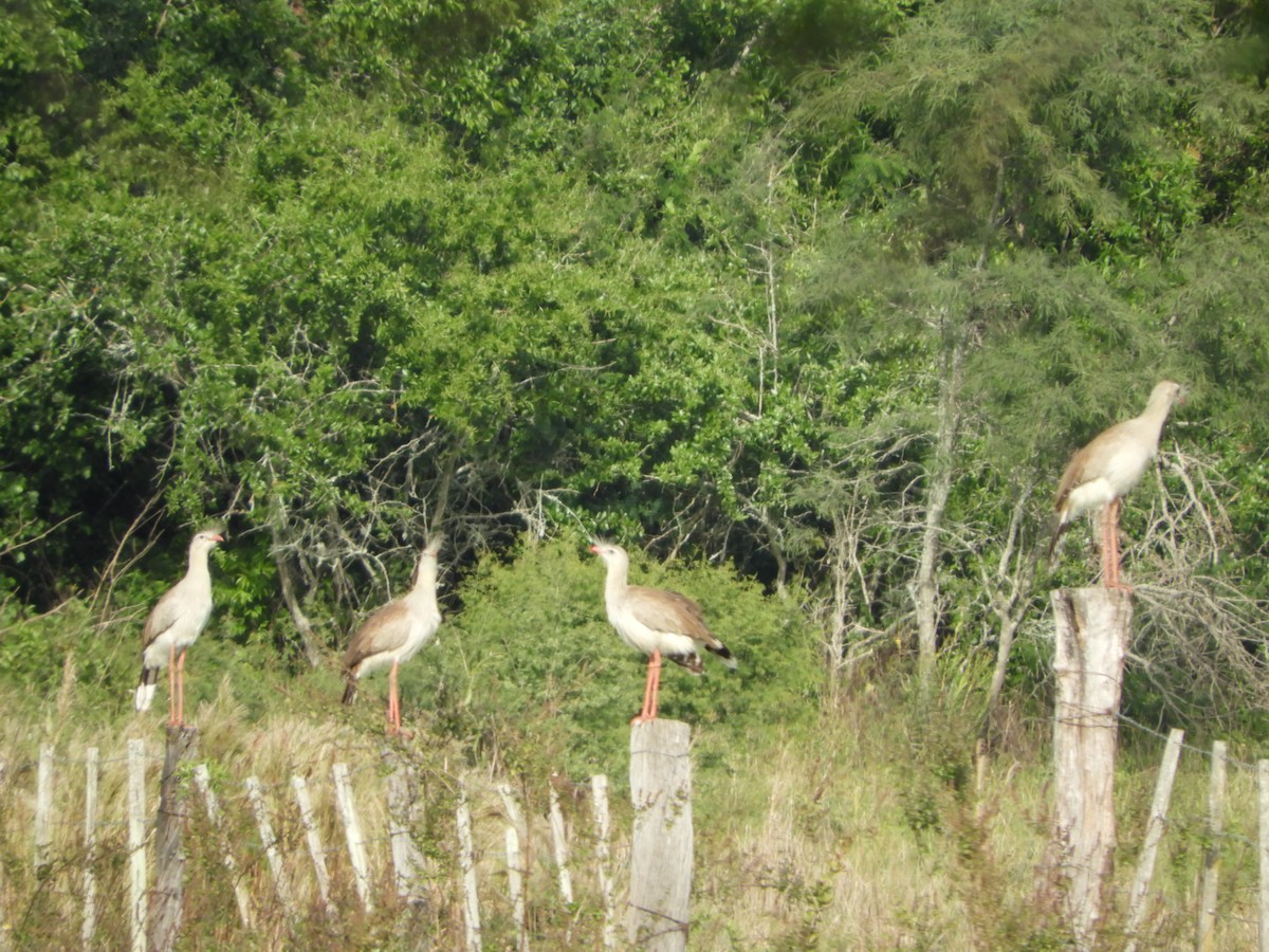 Red-legged Seriema - ML453070581