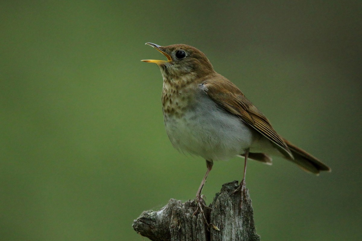 Veery - ML453071191