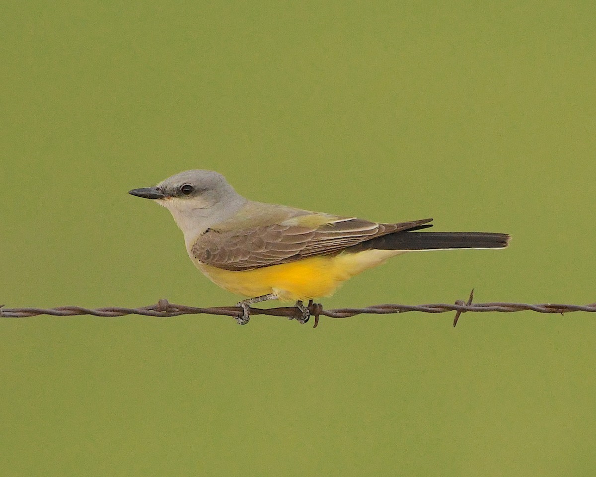 Western Kingbird - ML453071231