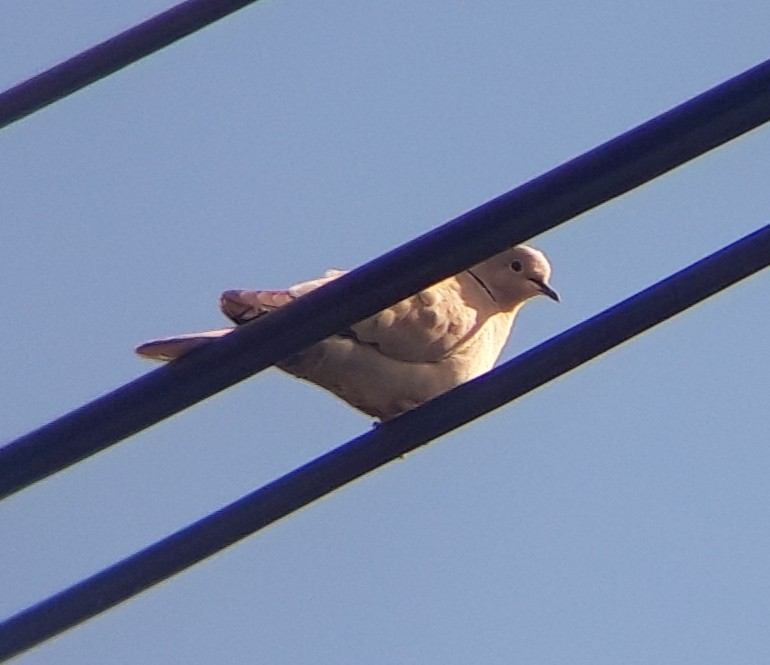 Tourterelle turque - ML453071481