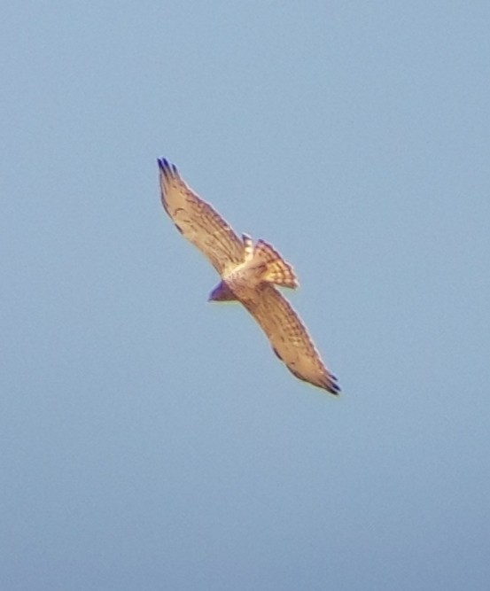 Circaète Jean-le-Blanc - ML453071541