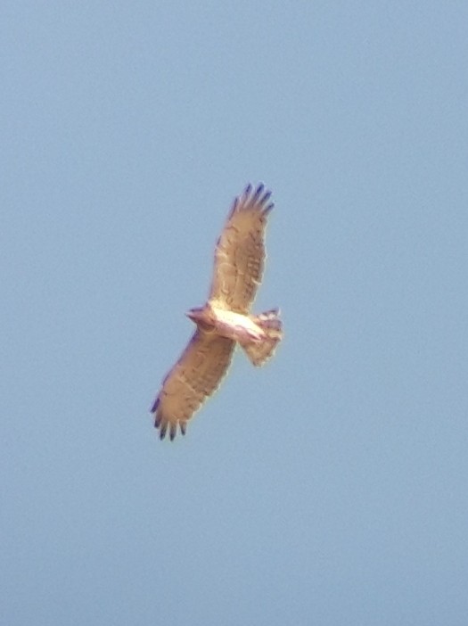 Circaète Jean-le-Blanc - ML453071571