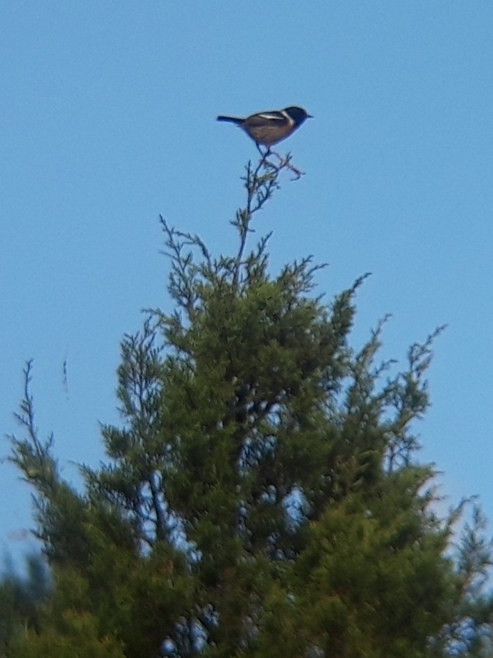 Tarier pâtre - ML453072081