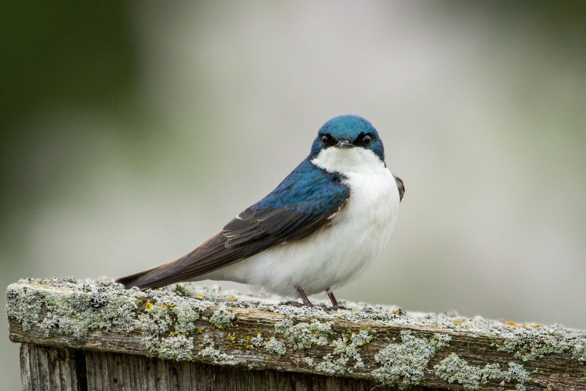 Golondrina Bicolor - ML453072661