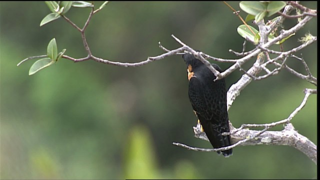 Orange-breasted Falcon - ML453074