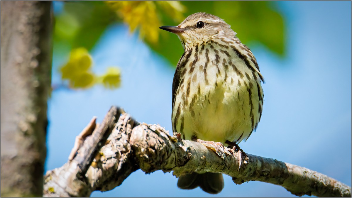 Northern Waterthrush - ML453075081